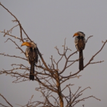 Pair of Yellow-billed Hornbills