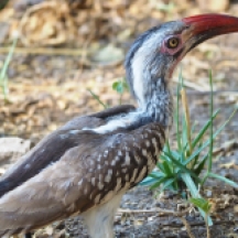 Red-billed Hornbill